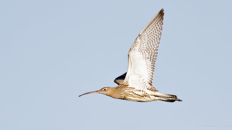 Curlew in flight at Wicken Fen